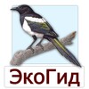 Птицы и Голоса